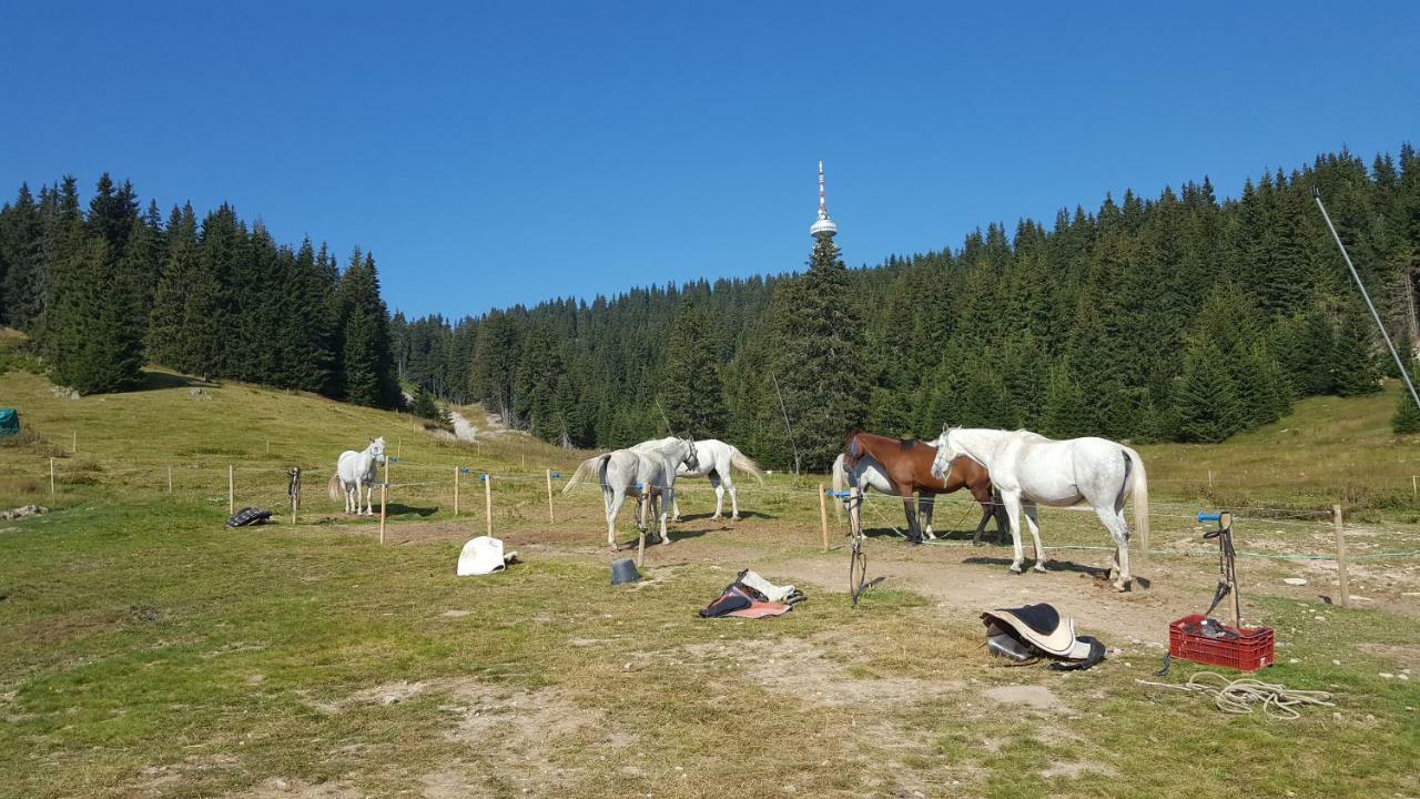 Appartamento Papa Moose Pamporovo Esterno foto